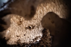 BonningaJos_Hoogeloon-Paddenstoelen_02440