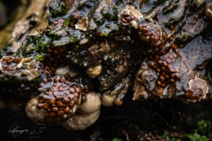 BonningaJos_Hoogeloon-Paddenstoelen_02468