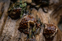BonningaJos_Hoogeloon-Paddenstoelen_02476