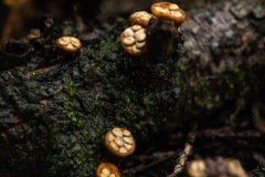 BonningaJos_Hoogeloon-Paddenstoelen_02482