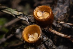 BonningaJos_Hoogeloon-Paddenstoelen_02486