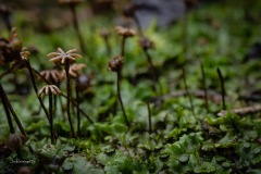 BonningaJos_Hoogeloon-Paddenstoelen_02506