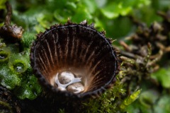 BonningaJos_Hoogeloon-Paddenstoelen_02525