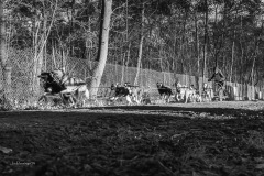 BonningaJos_2024-Kivo-Dog-Jog-Eersel_02939