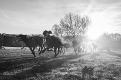 BonningaJos_2024-Kivo-Dog-Jog-Eersel_02986