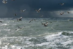 BonningaJos_Natuurfotoworkshop-Neeltje-Jans_4168