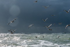 BonningaJos_Natuurfotoworkshop-Neeltje-Jans_4169
