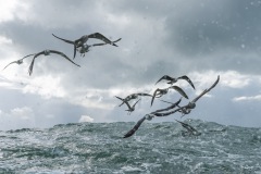 BonningaJos_Natuurfotoworkshop-Neeltje-Jans_4225