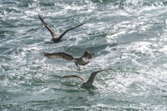 BonningaJos_Natuurfotoworkshop-Neeltje-Jans_4234