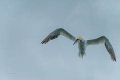 BonningaJos_Natuurfotoworkshop-Neeltje-Jans_4314