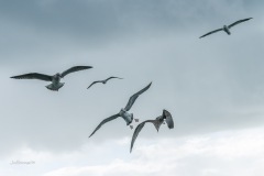BonningaJos_Natuurfotoworkshop-Neeltje-Jans_4328