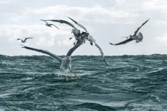 BonningaJos_Natuurfotoworkshop-Neeltje-Jans_4338