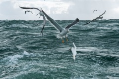 BonningaJos_Natuurfotoworkshop-Neeltje-Jans_4339