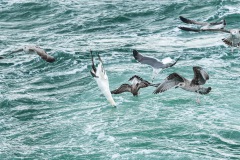 BonningaJos_Natuurfotoworkshop-Neeltje-Jans_4386