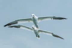 BonningaJos_Natuurfotoworkshop-Neeltje-Jans_4404