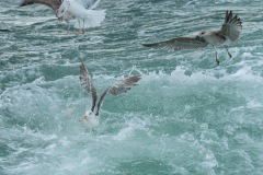 BonningaJos_Natuurfotoworkshop-Neeltje-Jans_4426